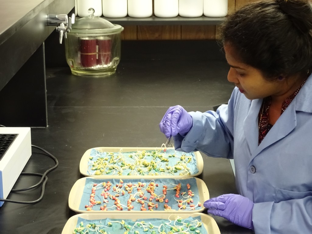 Woman in lab coat and gloves holding seed with small root
