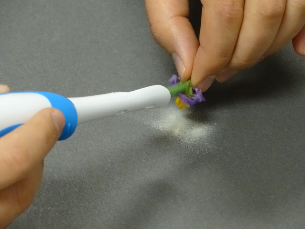 Hands holding device that is shaking pollen off a potato flower bud