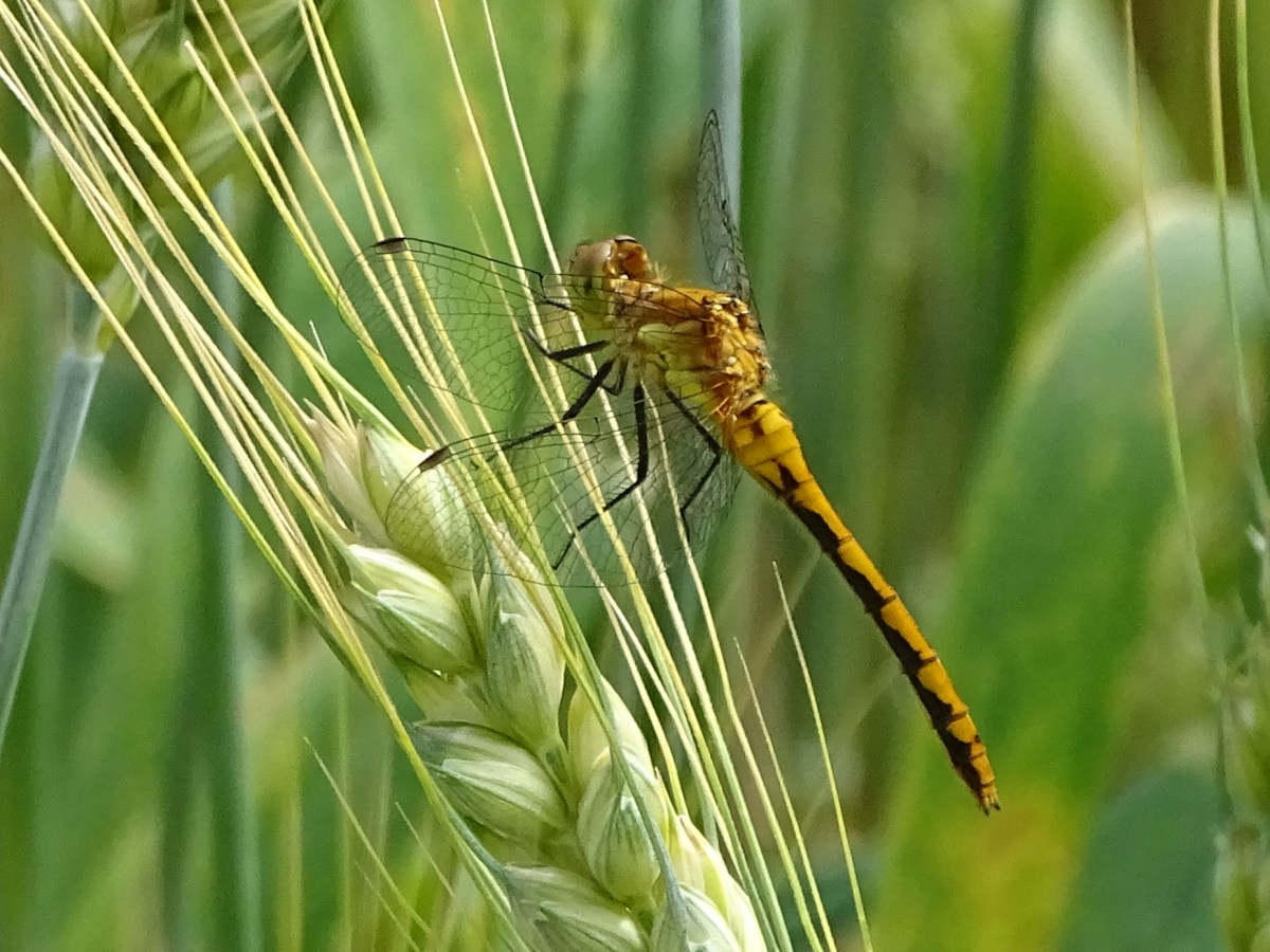 What type of camera does a scientist&nbsp;need?