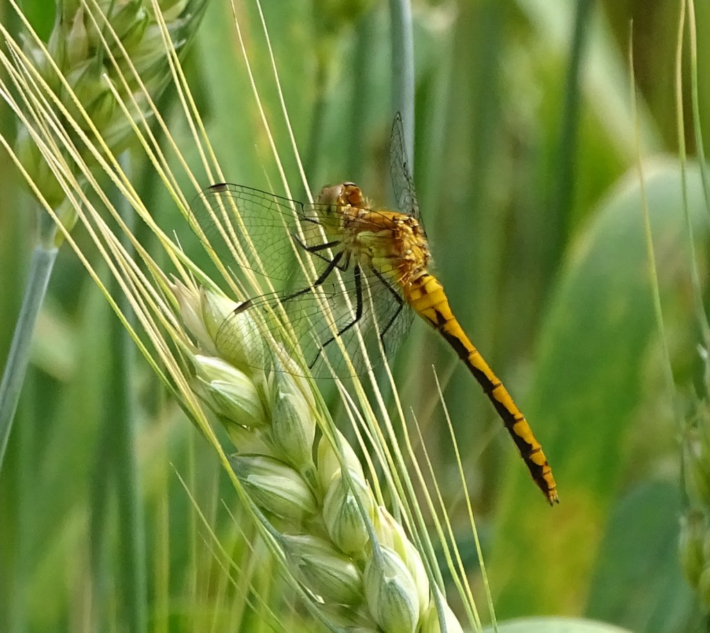 Dragonfly on prairie grass seeds