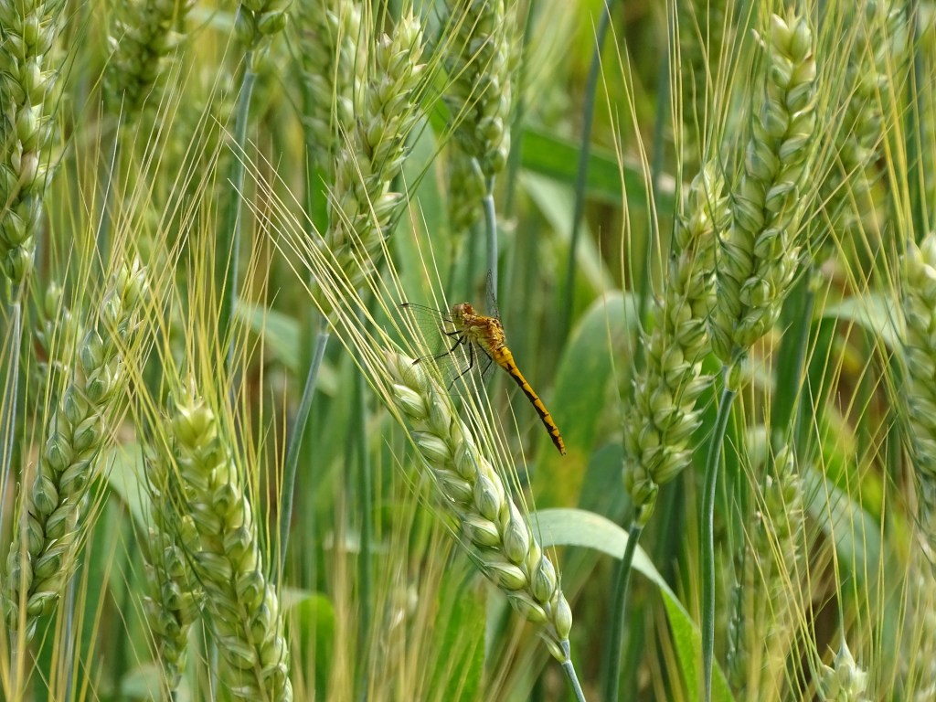 Dragonfly on prairie grass seeds