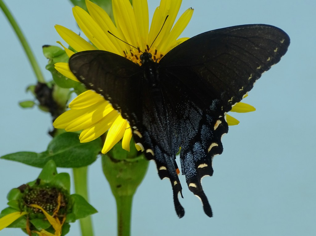 large butterfly on flower