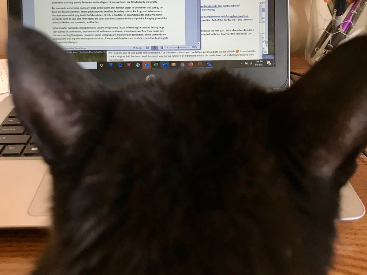 What can scientists learn about communications from the success of cat&nbsp;videos?