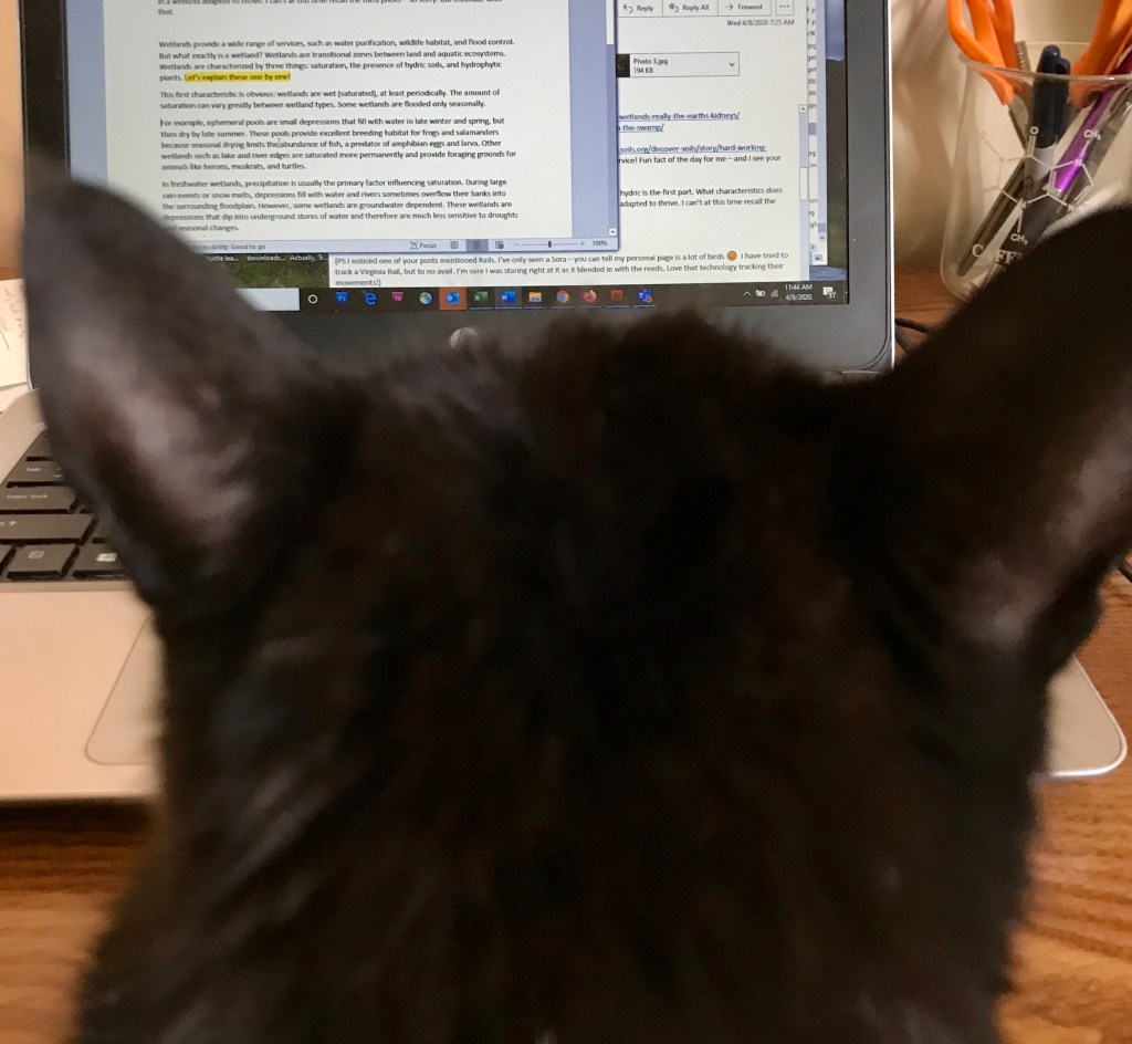 Back of cat head looking at computer screen with words on desk